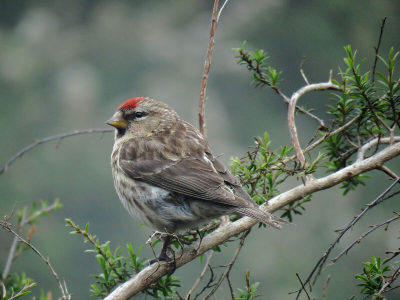 Redpoll