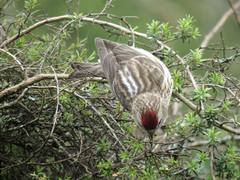 Redpoll