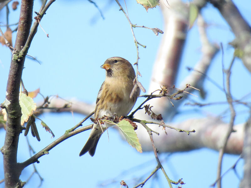 Redpoll