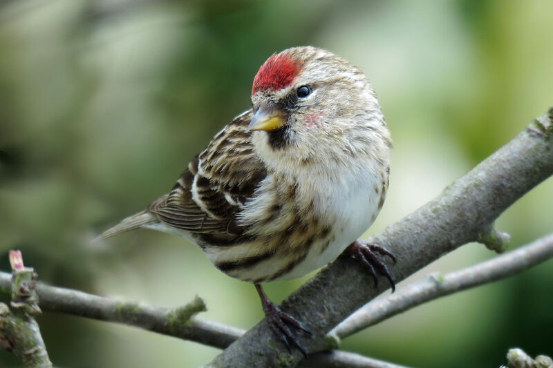 Redpoll