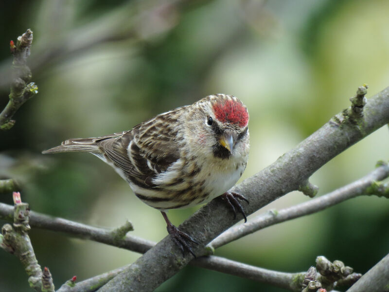 Redpoll