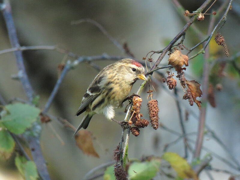 Redpoll