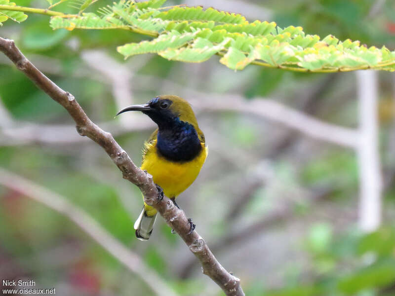 Garden Sunbird male adult, pigmentation