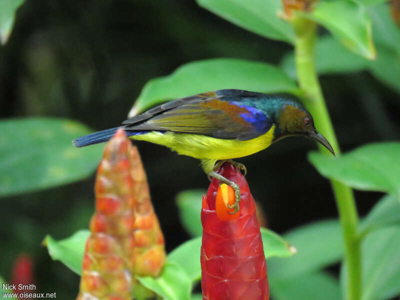 Brown-throated Sunbird male, identification