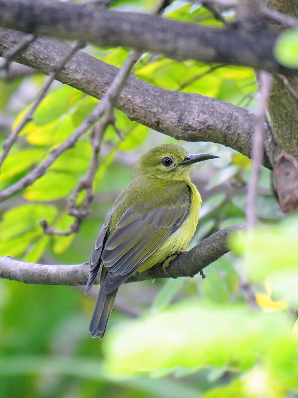 Brown-throated Sunbird female