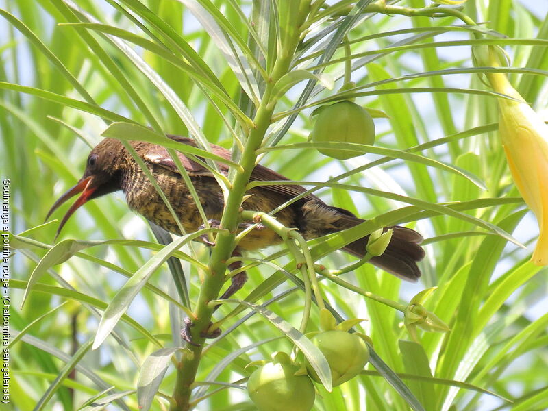 Scarlet-chested Sunbird female