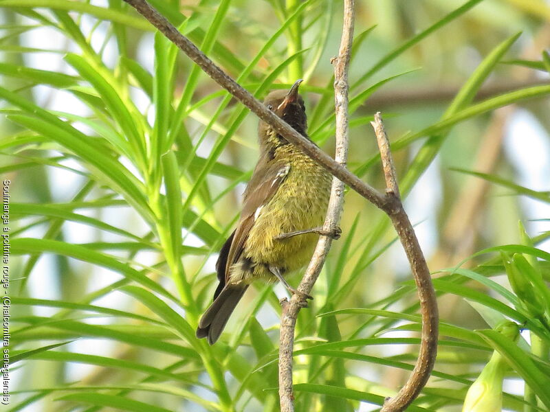 Souimanga à poitrine rouge femelle