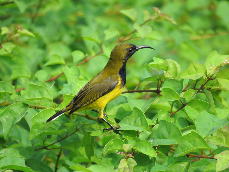 Ornate Sunbird