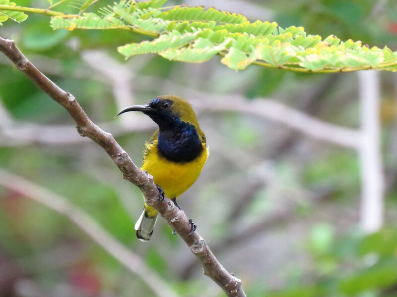 Ornate Sunbird male adult, pigmentation