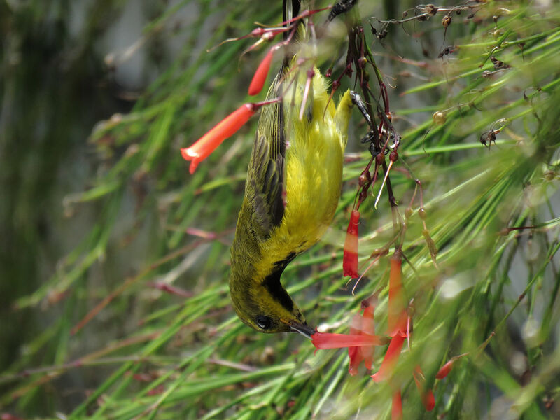 Ornate Sunbird male adult post breeding, pigmentation, eats, Behaviour