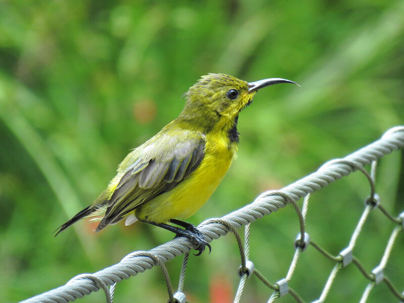 Ornate Sunbird