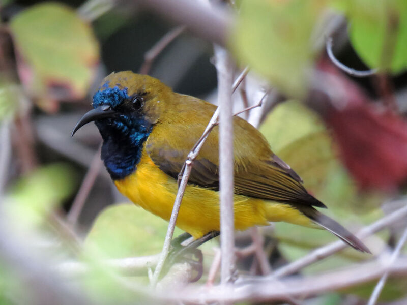 Ornate Sunbird