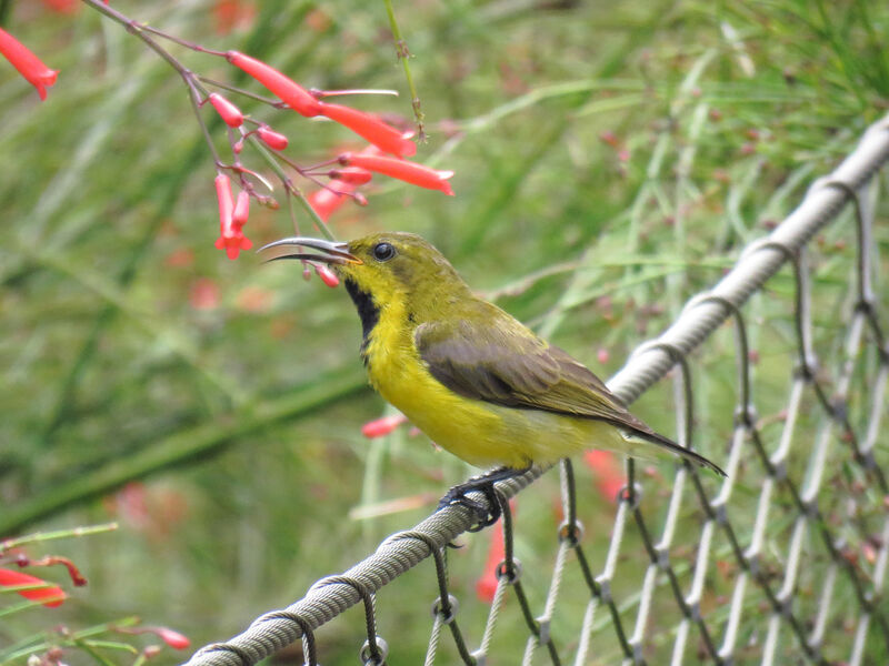 Ornate Sunbird male adult post breeding, identification