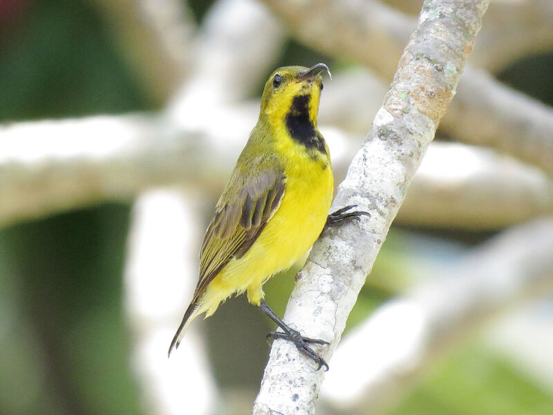 Ornate Sunbird