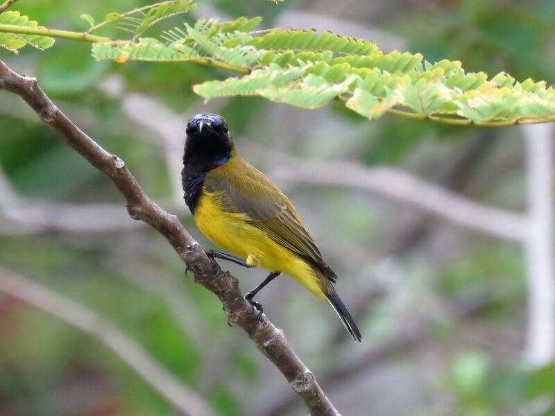 Ornate Sunbird