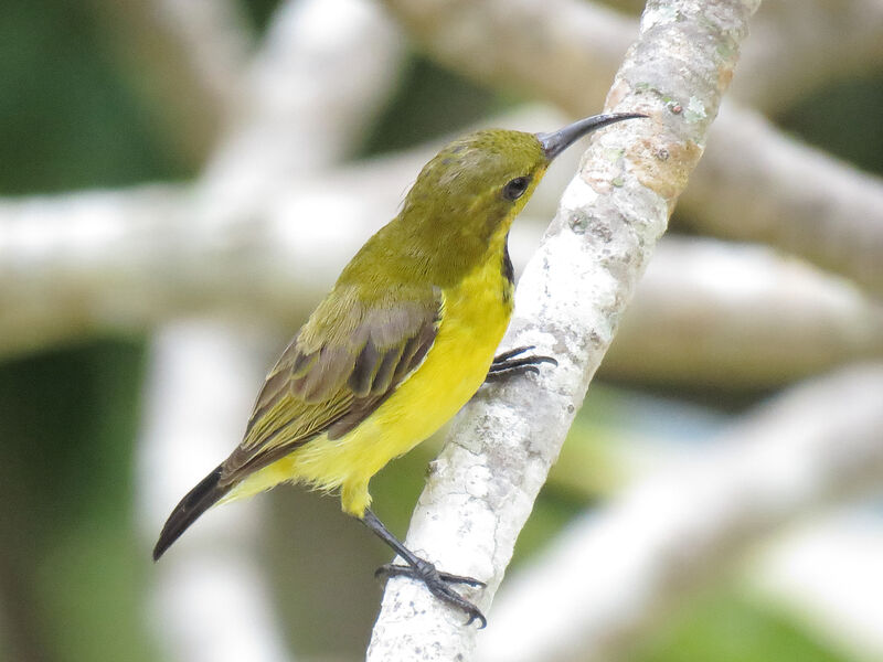 Ornate Sunbird