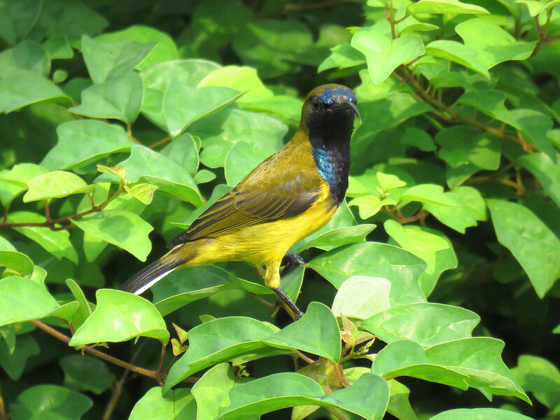 Ornate Sunbird