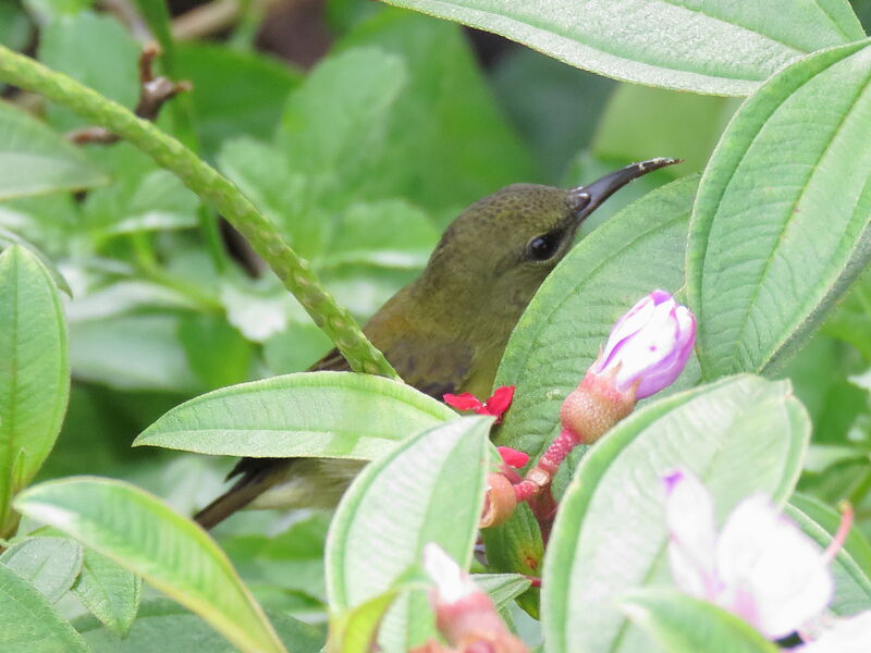 Crimson Sunbird