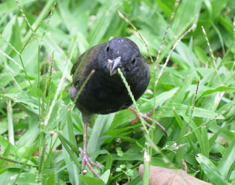 Black-faced Grassquit