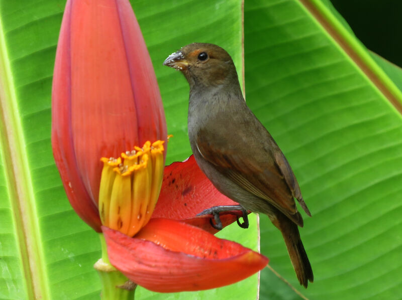 Sporophile rougegorge femelle, régime, mange