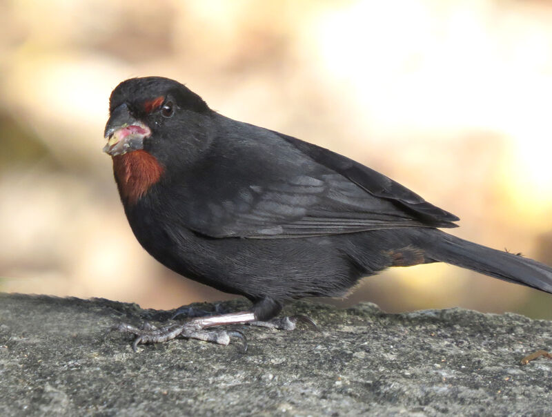 Sporophile rougegorge mâle, mange