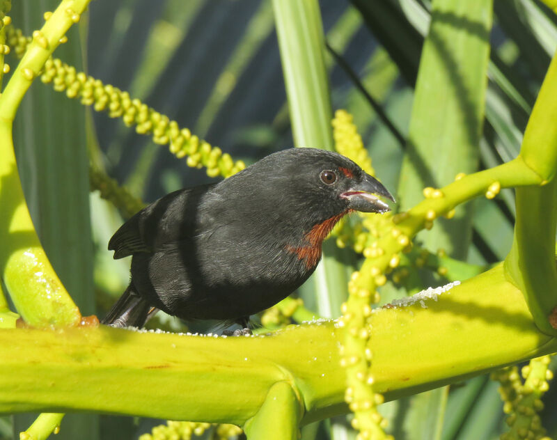 Sporophile rougegorge