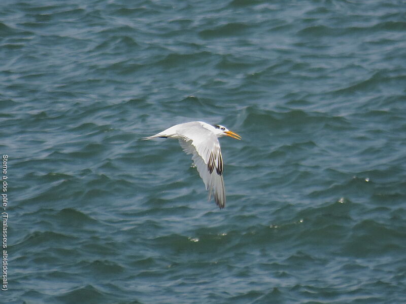 West African Crested Tern