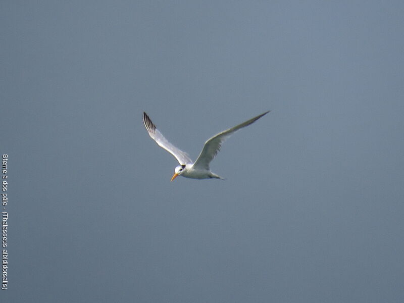 West African Crested Tern