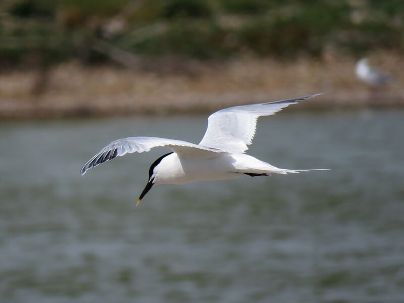 Sandwich Tern