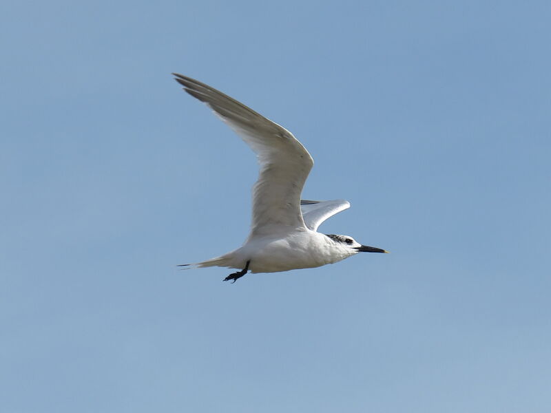 Sandwich Tern