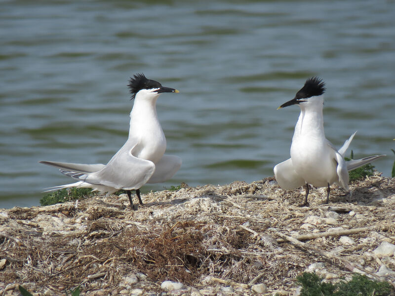 Sandwich Tern