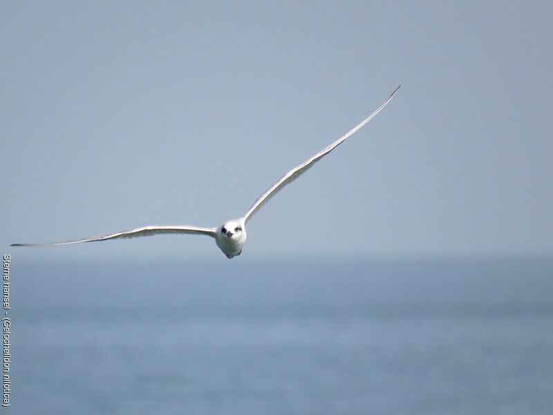 Gull-billed Tern