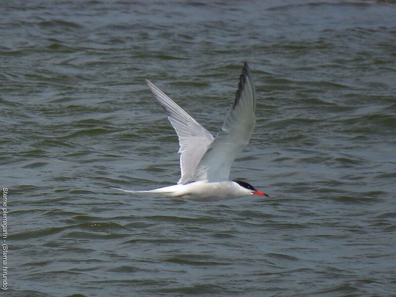 Common Tern