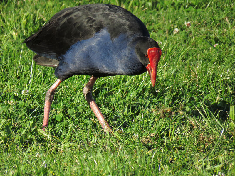 Australasian Swamphen