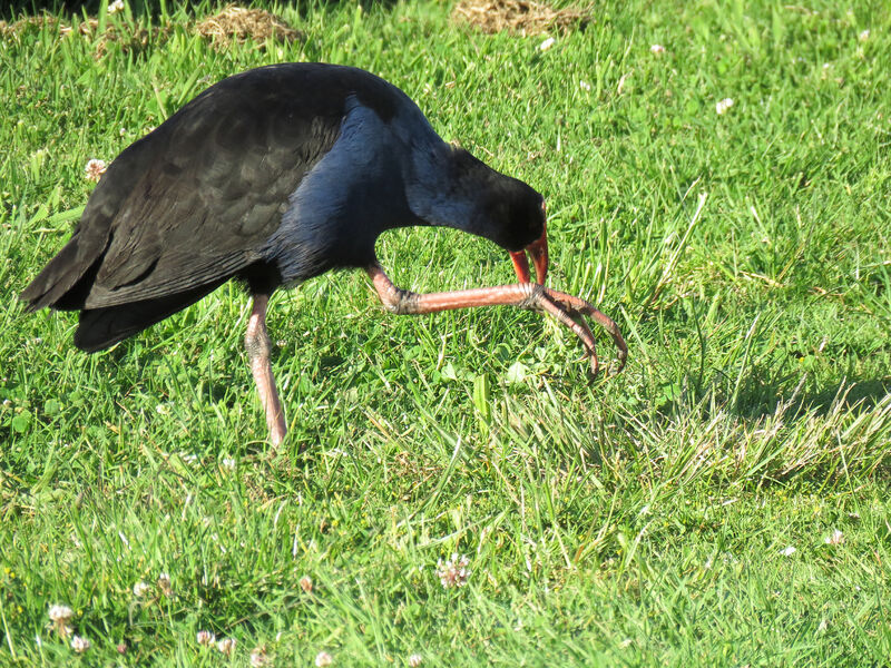 Australasian Swamphen