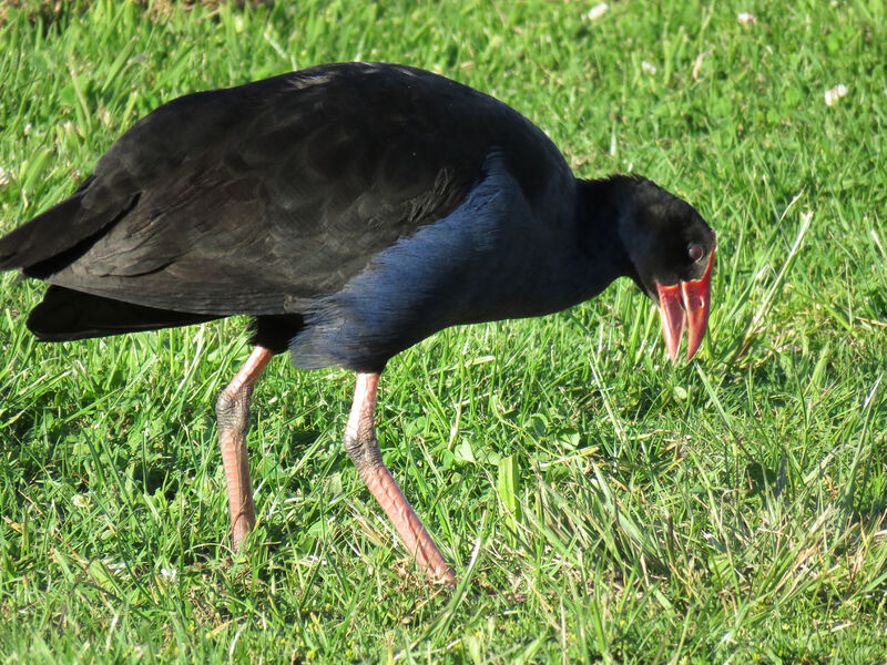 Australasian Swamphen