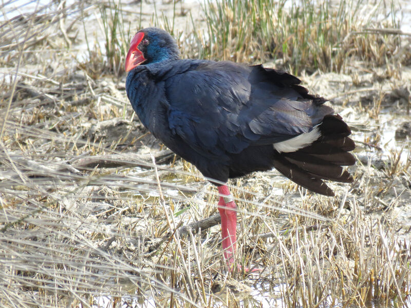 Western Swamphen