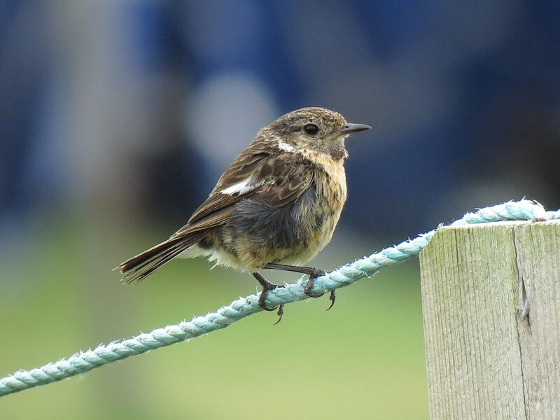 European Stonechatjuvenile