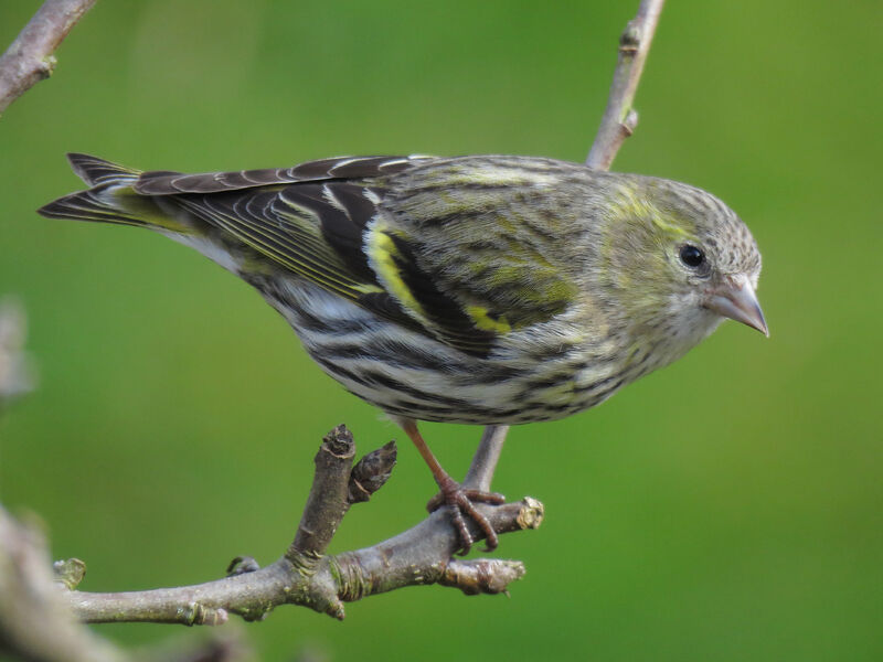 Eurasian Siskin female