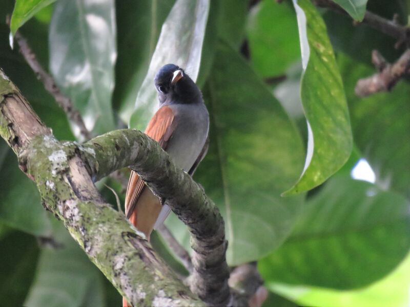 Blyth's Paradise Flycatcher