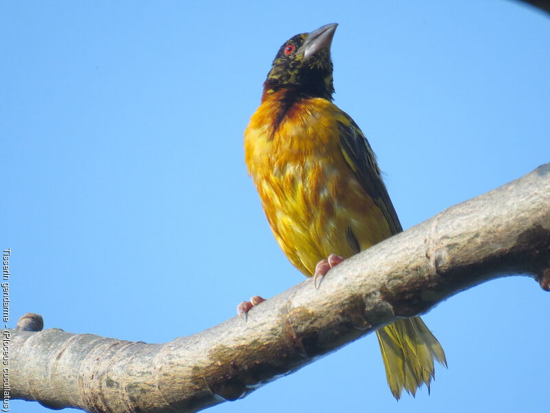 Village Weaver male