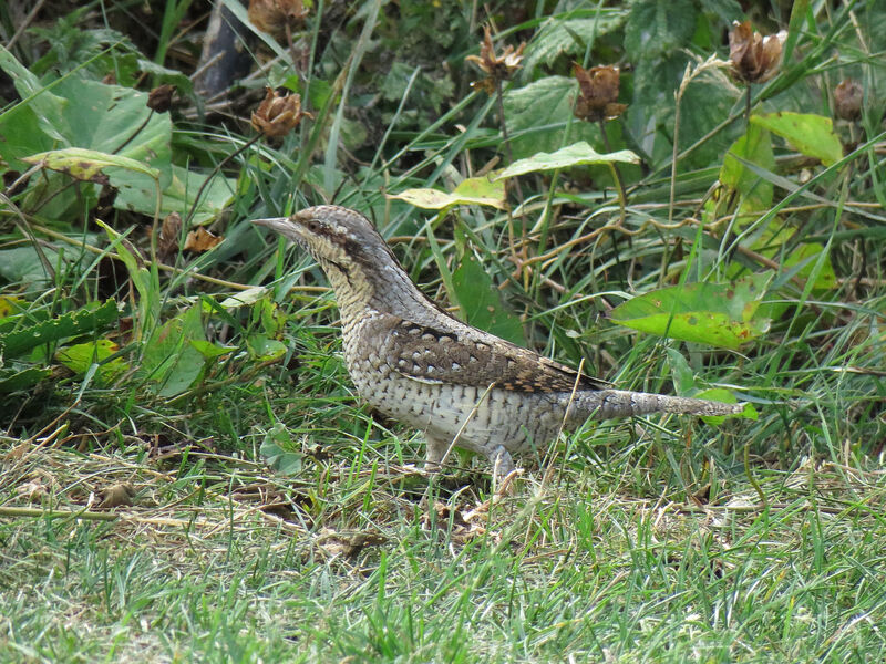 Eurasian Wryneck