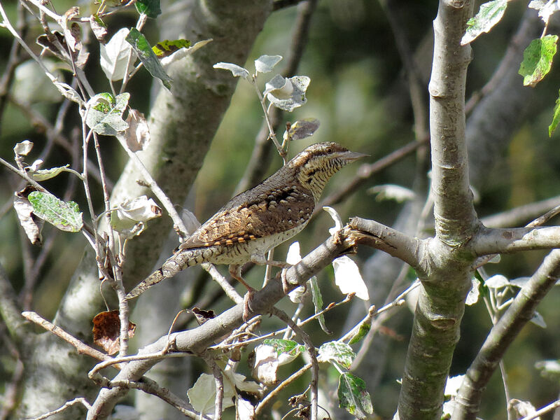 Eurasian Wryneck