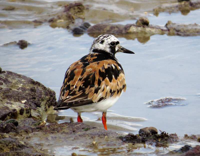 Ruddy Turnstone