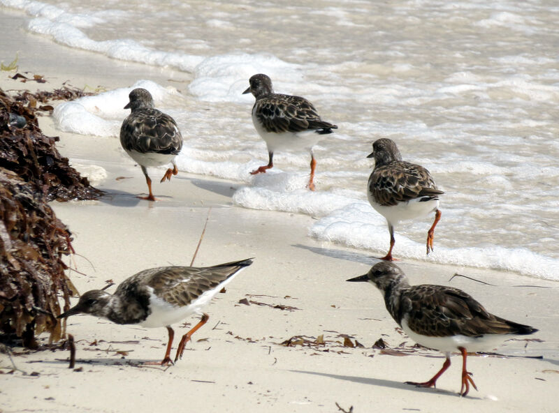 Ruddy Turnstone