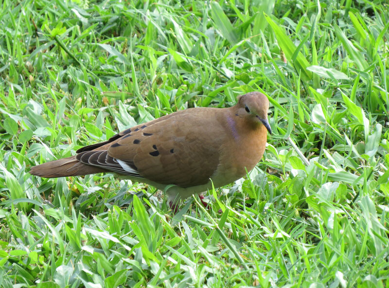 Zenaida Dove