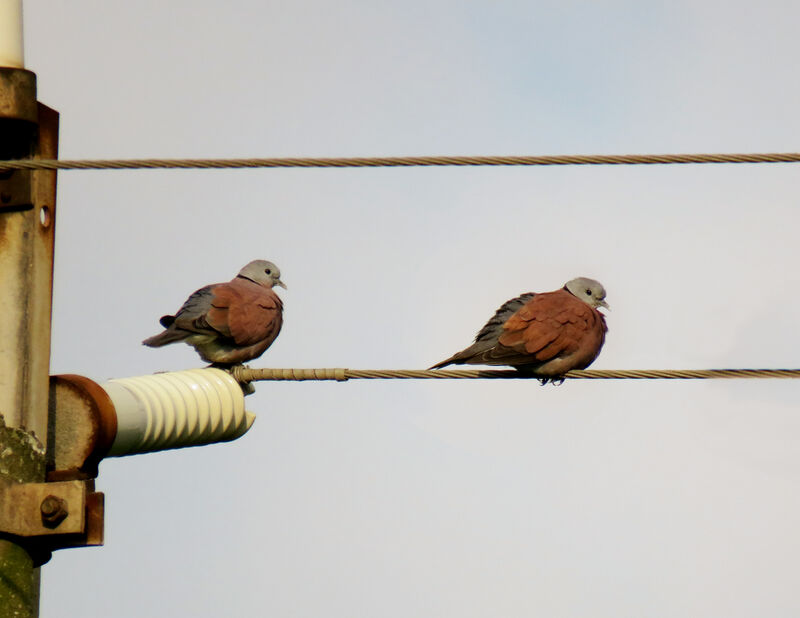 Red Collared Dove