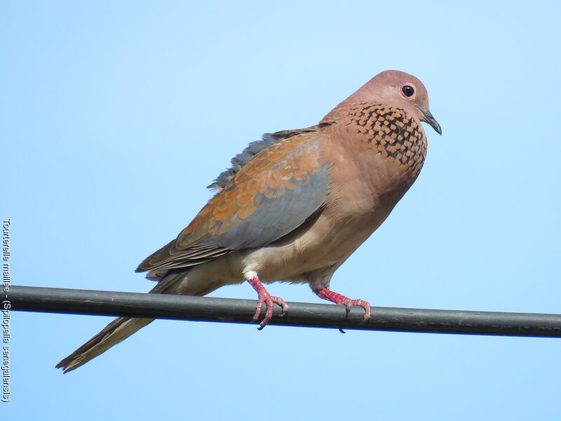 Laughing Dove