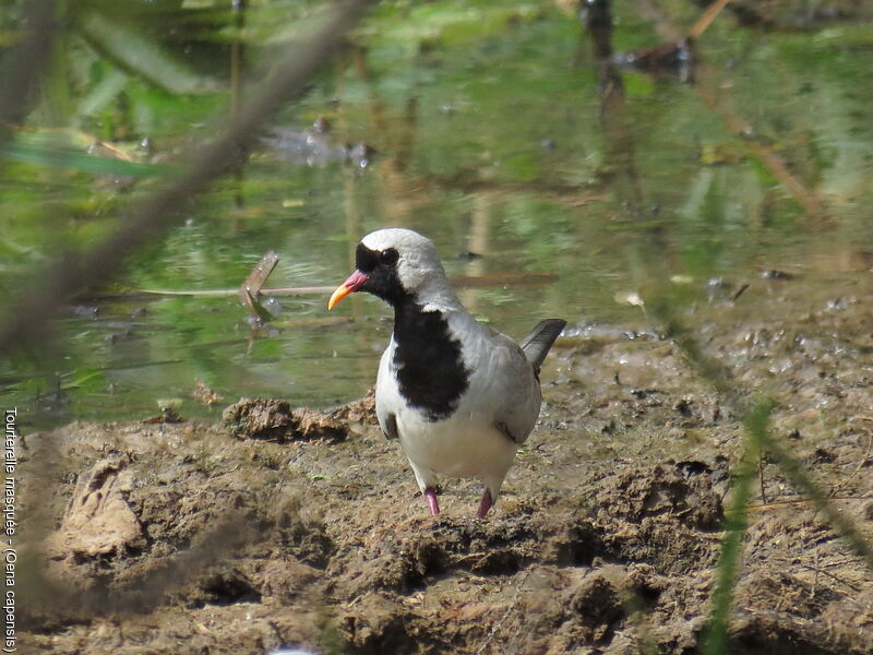 Namaqua Dove