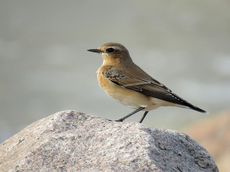 Northern Wheatear